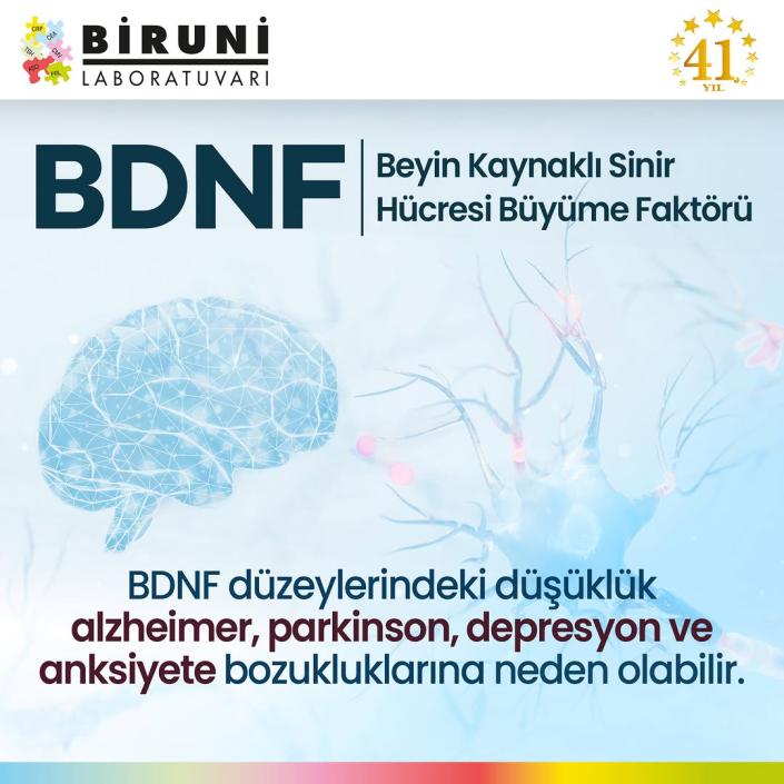 BDNF – Beyin Kaynaklı Sinir Hücresi