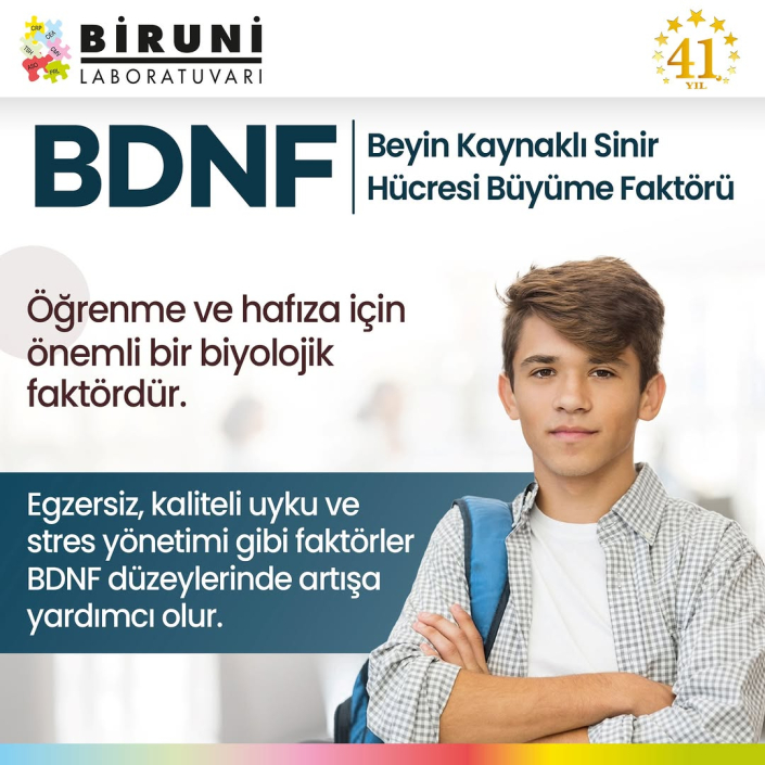 Beyin Kaynaklı Sinir Hücresi Büyüme Faktörü (BDNF)